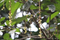 Paracroton pendulus subsp. zeylanicus